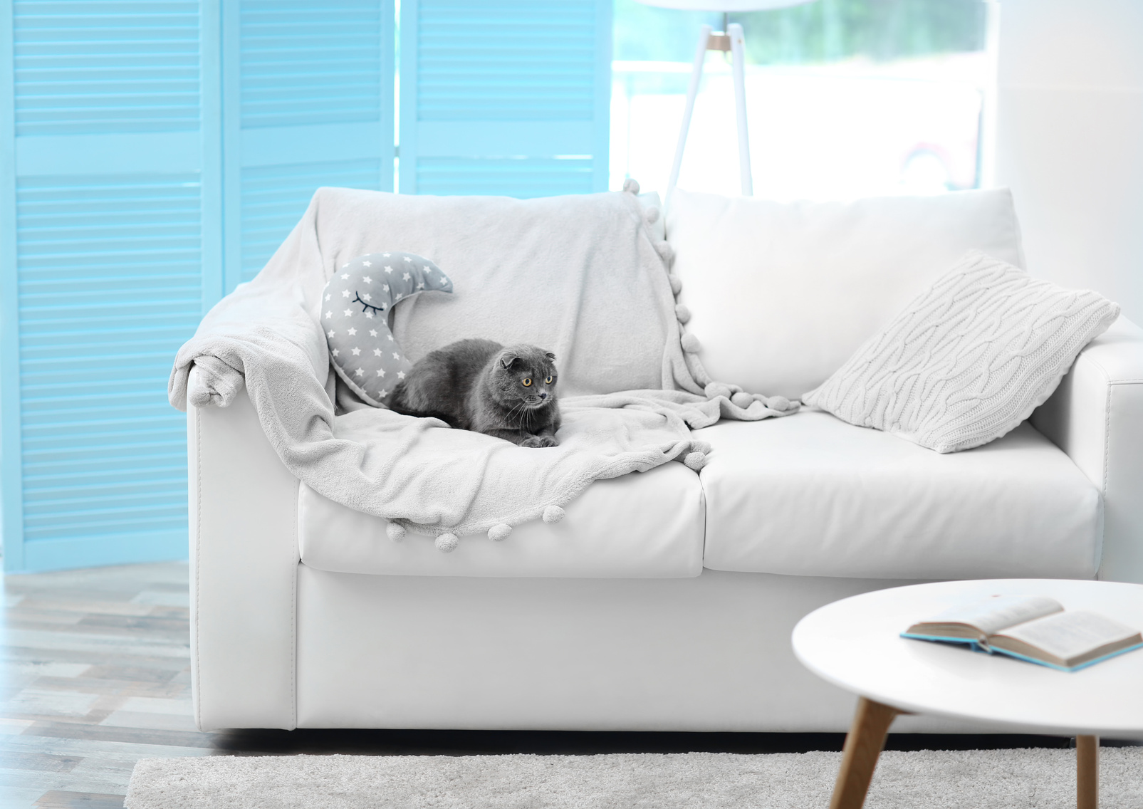 Grey Cat on Sofa in the Room