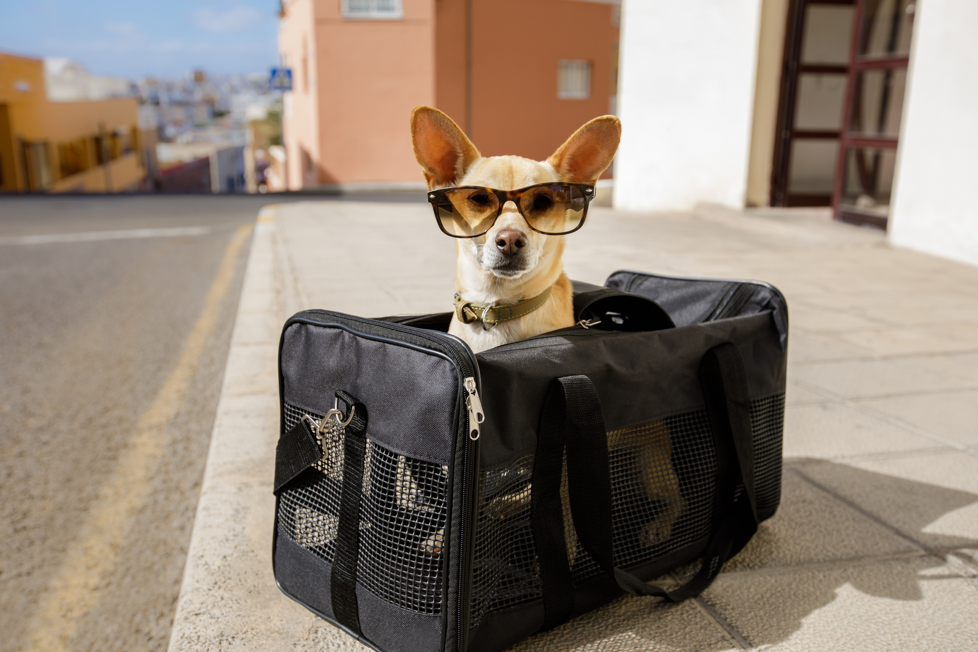 Dog in Transport Box or Bag 