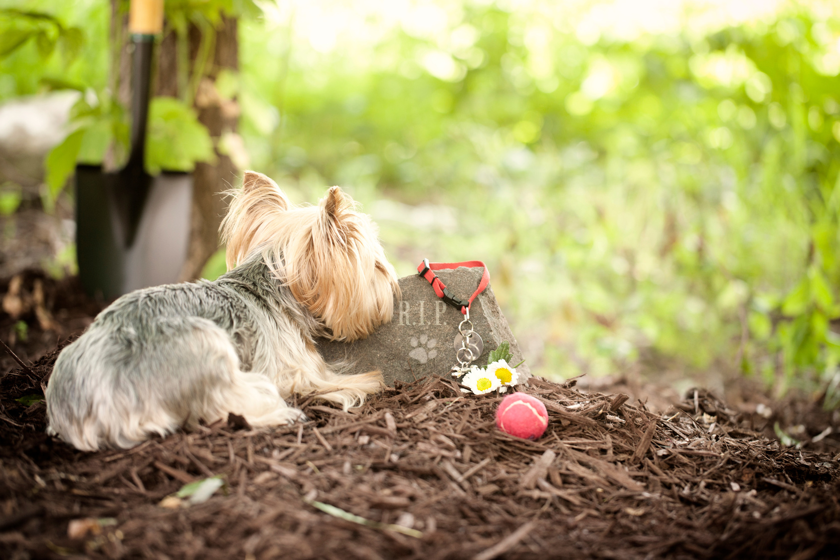 Dog Memorial