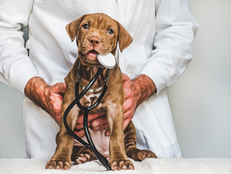 Puppy at the Veterinary Clinic