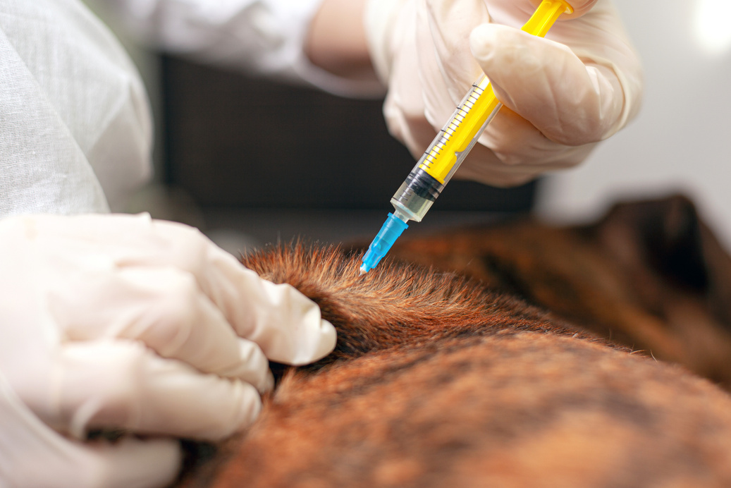 Vet Vaccinating a Dog