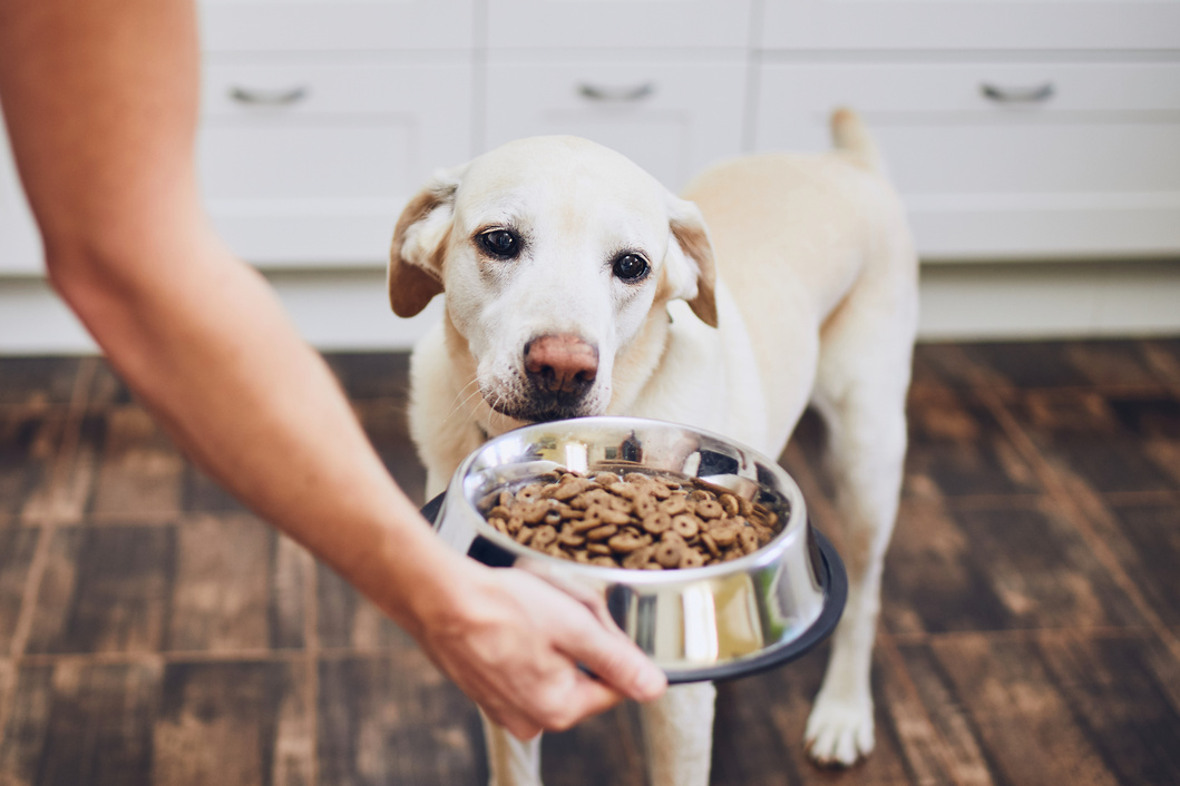 Dog Waiting for Food